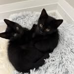 Agatha & Wanda Mitchell - @two_littlewitches - Instagram