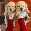 Agentclark - @home_pet638 - TikTok