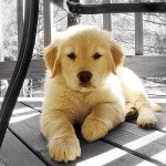 aggie - @aggie_the_golden - Instagram