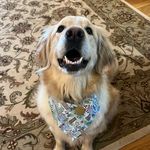 Aggie - @aggiethegolden - Instagram