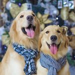 Apollo | Maggie | Ozzy ® - @apolloemaggiegoldens - Instagram