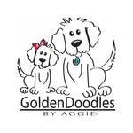 Goldendoodles By Aggie - @goldendoodlesbyaggie - Instagram