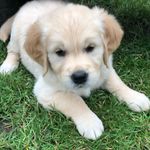 Maggie 💜 - @maggie_golden_girl - Instagram