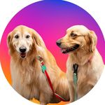 Maggie & Lisa 🐶 - @maggie_goldenretriever - Instagram