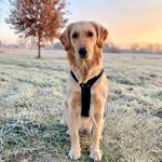 Maggie der Golden Retriever ✨ - @maggie_der_goldie - Instagram