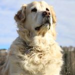 maggie - @golden._.maggie - Instagram
