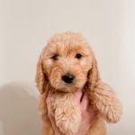 Maggie - @goldendoddle_maggie - Instagram
