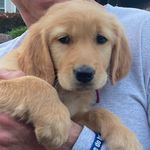 Maggie Mae | Golden Retriever - @goldiegirl_maggiemae - Instagram