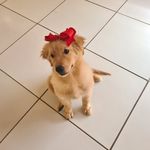 MAGGIE♡ - @maggie.golden.ofc - Instagram