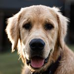 Maggie - @maggie.golden__ - Instagram