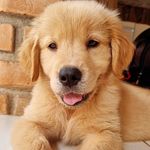 Maggie - @maggie.goldinha - Instagram