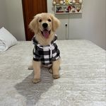Maggie - @maggie_goldenretriever_nbo - Instagram