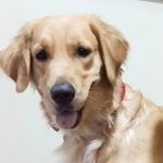Maggie - @maggie_goldgirl - Instagram