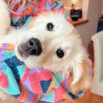 Maggie the golden retriever 💛 - @maggieisgold - Instagram