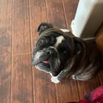 Aggie Mae - @aggie_smushface - Instagram