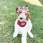 Aggie Mae - @thegoldendoodle.aggiemae - Instagram