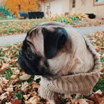 Aggie Mae - @aggie.mae.coffeepug - Instagram