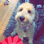 Aggie Mae - @aggiemae_aussiedoodle_ - Instagram