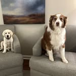 Aggie Mae & Georgia Rose - @aggietheaussie_georgiathelab - Instagram