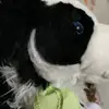DaggieShaw - @perritowa0 - TikTok