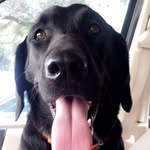 Aggie Wright - @aggiethepup - Instagram