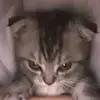 Tu_gatita😽 - @kahitia_agi - TikTok