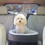 Agnes “Aggie” Getrude - @aggie_therapydog - Instagram