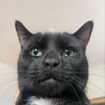 Belgium the Russian Black Cat 🐈‍⬛ - @agnes_animals_ - Instagram