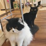 Agnes and Bailey - @thenuggetcats - Instagram