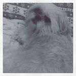 Agnes Brooks - @agnes_paws - Instagram