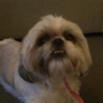 Agnes Brooks - @paw_it - Instagram