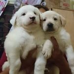 agnes canlas - @agnescanlkas - Instagram