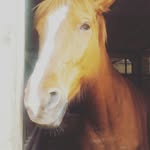 agnes capron - @la_cavale_74 - Instagram