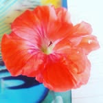 Marie Agnès Carbone - @marielamochedu20 - Instagram