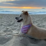 Agnes Catarina 🐕 - @agnescreide - Instagram