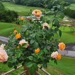 Agnes Cheong - @ac163golf - Instagram