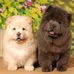 Agnes Chia - Facebook