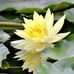 Agnes Choi - Facebook