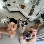 El diario de los Anés Cintrón Dogs - @eldiariodelosanesdogs - Instagram