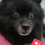 Agnes 🐶 - @agnes_gallier - Instagram