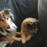 Agnes Gall - @collie.manie - Instagram