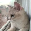 Agnesgoh - @agnesgoh983 - TikTok