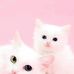 Agnes Gore - Facebook