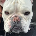 Agnes Gray - @agnesthefrenchbully - Instagram