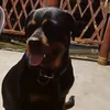 nezz greg - @agnes.gregorio0 - TikTok