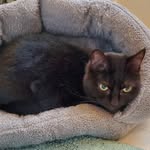 Agnes Grey the Cat - @agnesgreythecat - Instagram