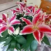 Agnes Hardy - @agnes.hardy0 - TikTok