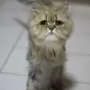 Agnes Hsu - @agnes.hsu10 - TikTok