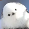 Agnes Hsu - @agnes.hsu33 - TikTok