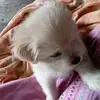 Agnès Hsu - @beebe2022 - TikTok